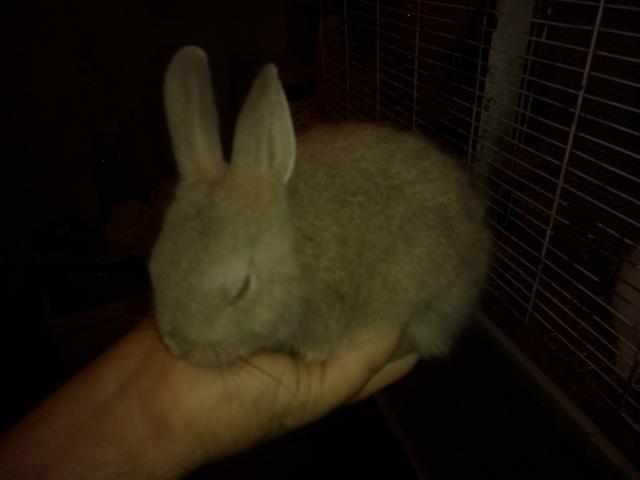 Mini Coelho Netherlands