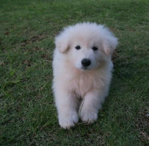 Pastor branco suíço