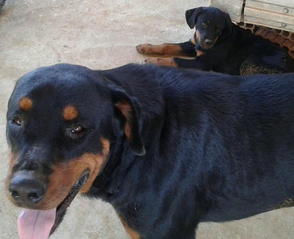 Rottwaler fêmea 450 já vacinada
