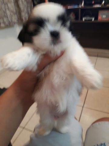 Shih tzu pais se encontra no lugar