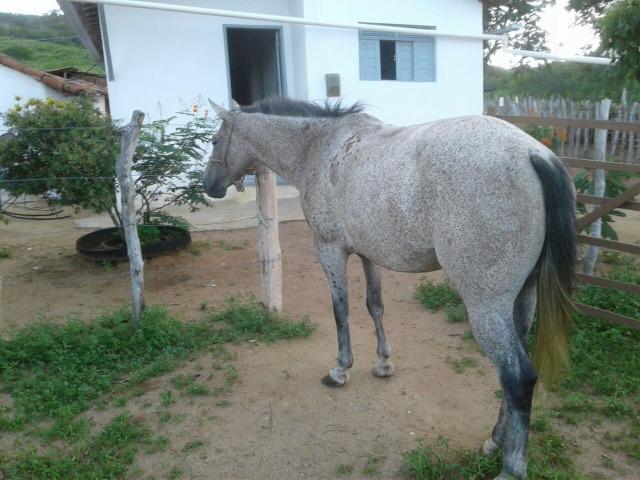 Vendo Egua Mança para Criança