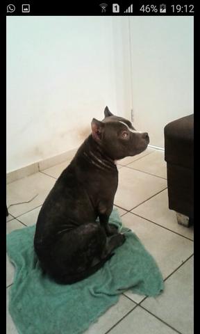 American bully