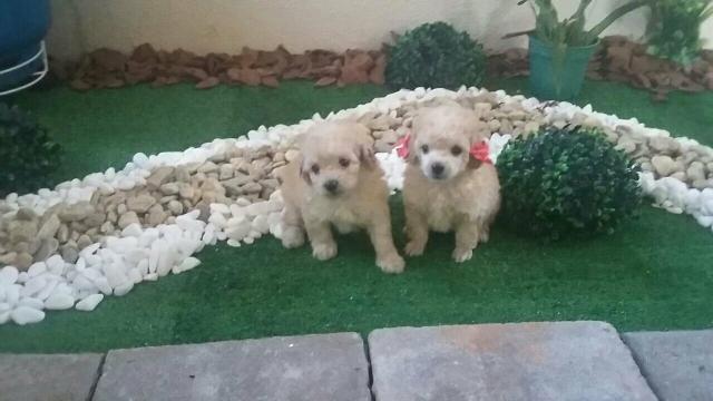 Fêmeas Poodle Microtoy