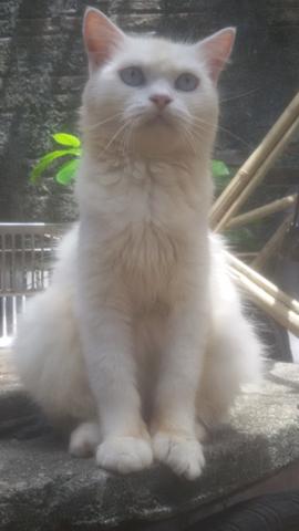 Gato persa com angora