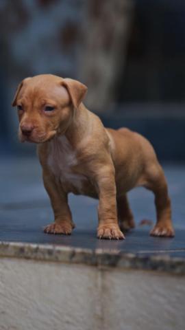 Pit Monster / American Bully