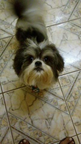 Procuro femia para cruzar com o meu ilhasa apso