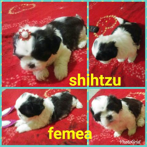 Shihtzu