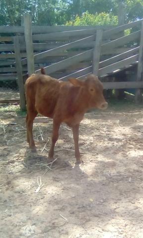 Terneira red angus