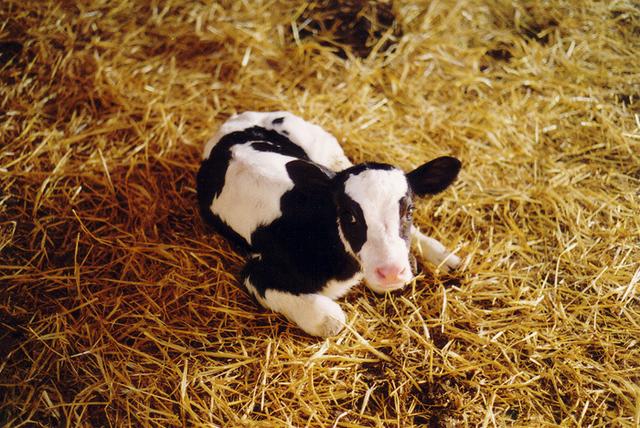 Terneiros rescem nascidos, somente Jersey e Holandes.