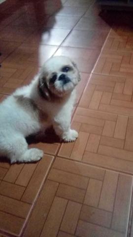 Troco shitzu puro de 1 ano
