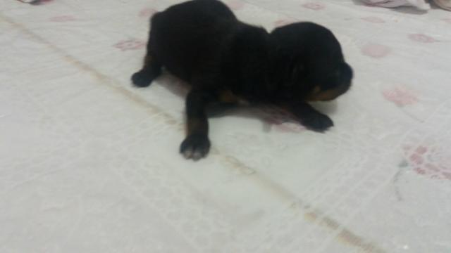 Vendo pinscher