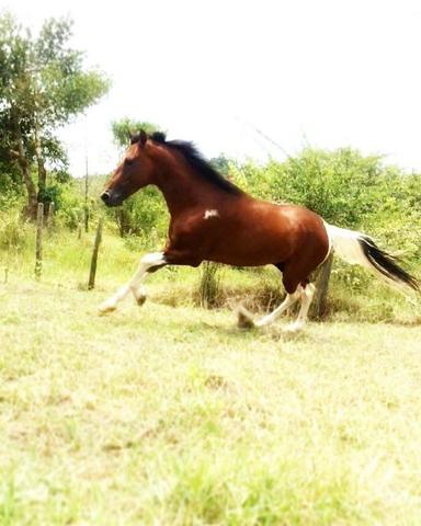 Cavalo MM - Pampa de Castanho