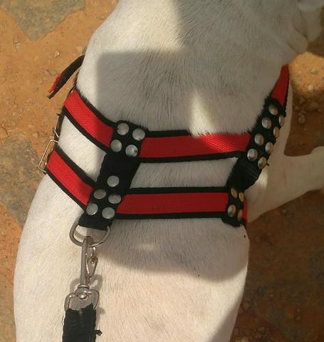 Coleira peitoral