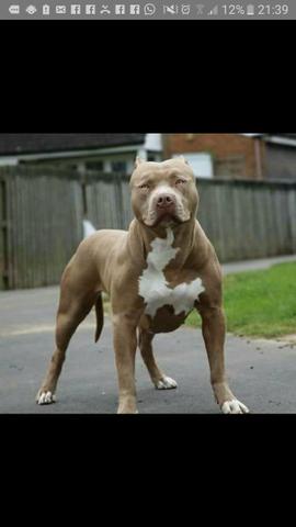 Compro RED NOSE PURO