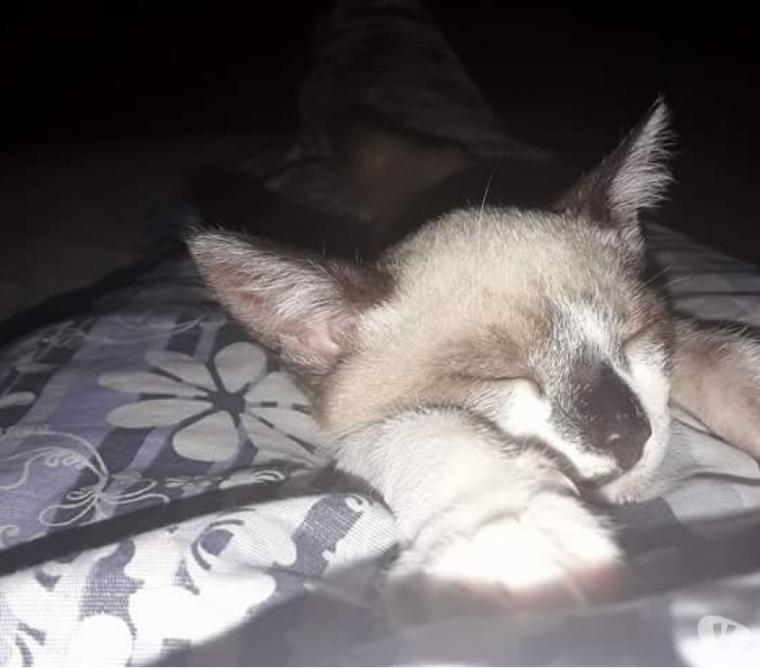 Estou doando uma linda gatinha siamesa