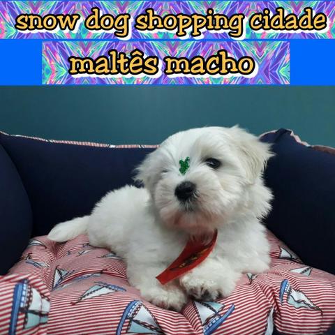 Gracioso Maltês macho disponível na Snow Dog Shopping Cidade