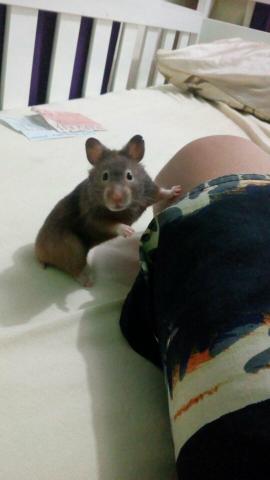 Hamster sírio fêmea