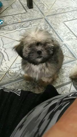 Lhasa apso macho