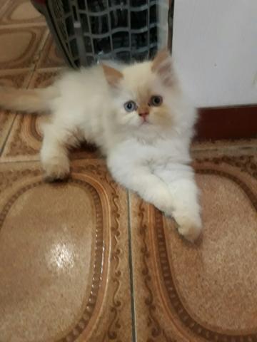 Lindo gatinho persa