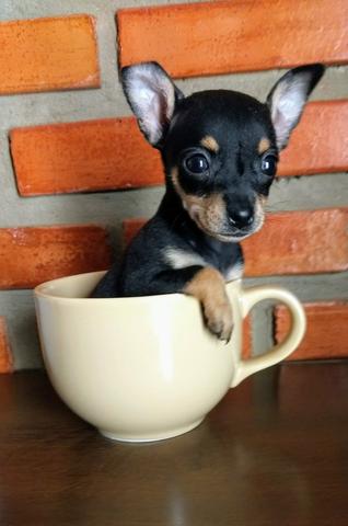 Pinscher Fêmea pequeno Porte