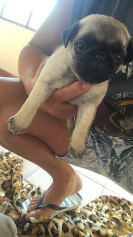 Pug macho