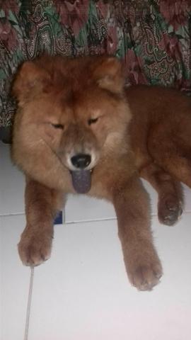 Vendo casal de chow chow