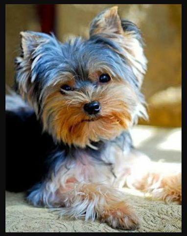 Yorkshire fêmea 2 anos