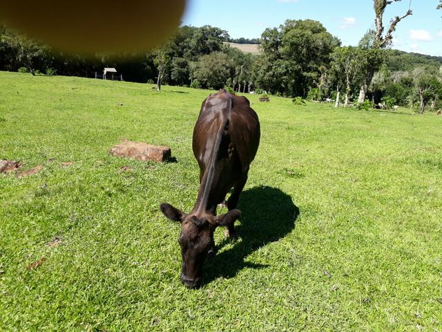 02 vacas jersey e 02 Bode raça boer