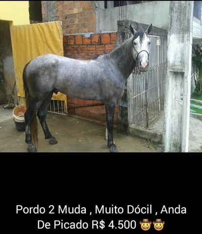 Cavalo Mangolino