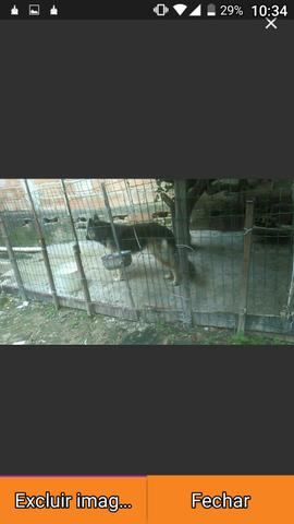 Fêmea entrando no cio