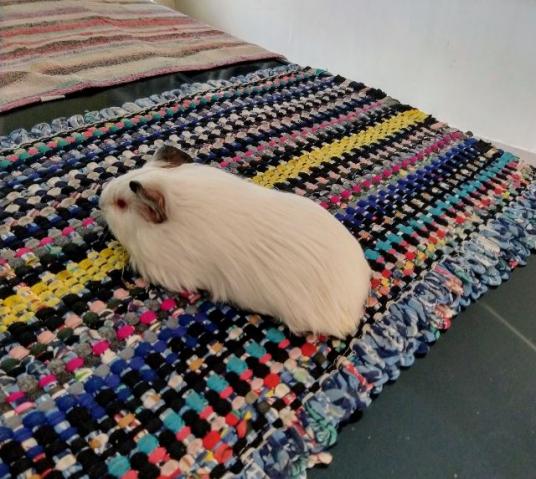 Porquinhos da índia