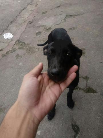 Resgate de cachorro de rua