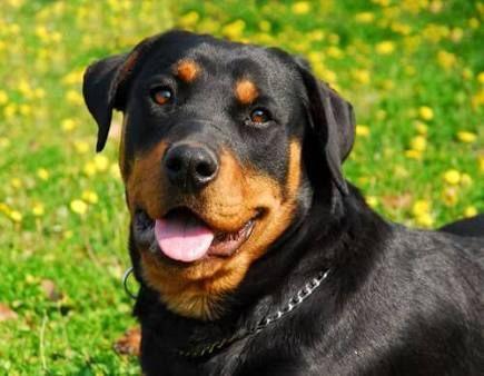 Rottweiller top tem 10 meses ele e muito forte