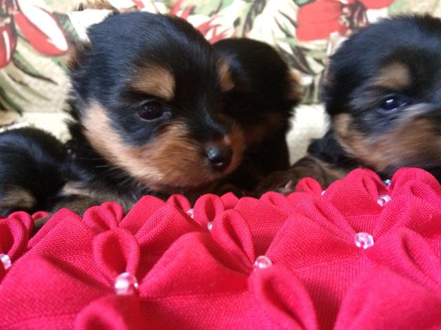 Vende se yorkshire bibelô