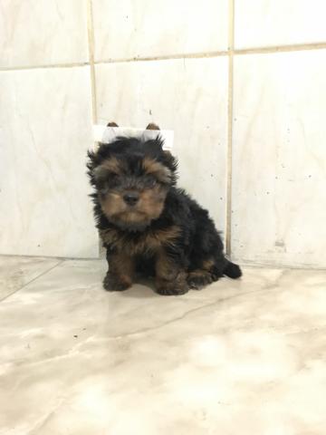 Yorkshire macho. Vendo ou troco.