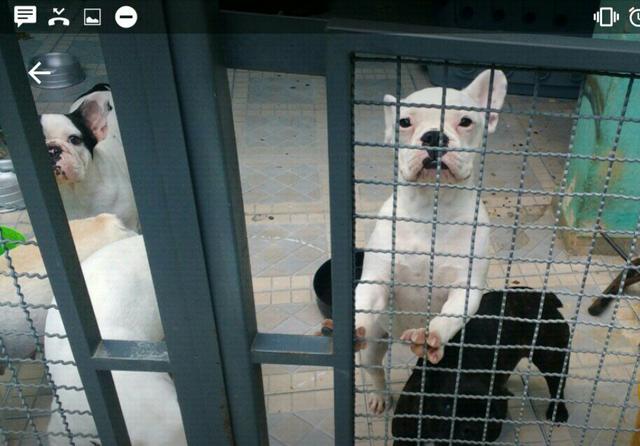 Bulldog francês (fêmea)