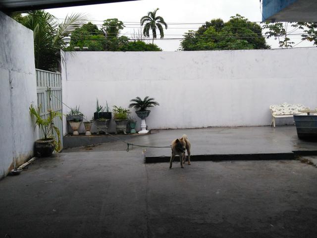 Doação de chowchow branco