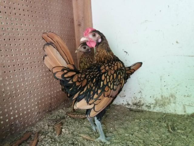 Garnize sebright dourado