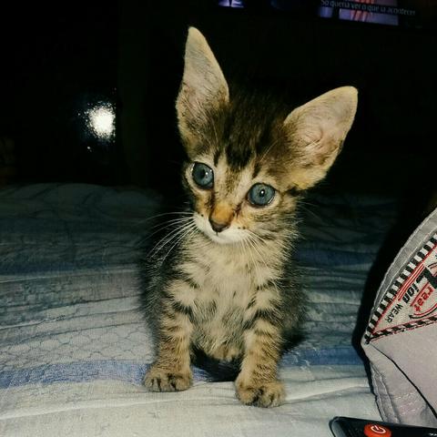 Gata (fêmea) para adoção