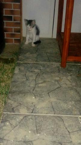 Gatinha para doação