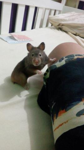 Hamster sírio fêmea