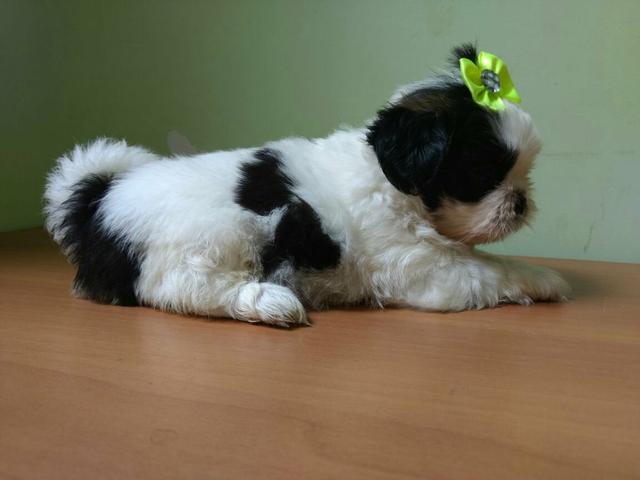 Lindíssima Shitzuo Fêmea