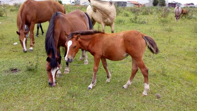 Petiça mansa com potranca no pé