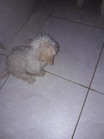 Vendo se uma poodle branquinha