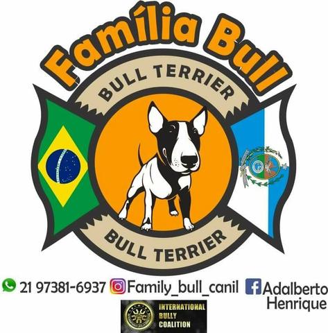 Bull Terrier FEMEA ADULTA / ACEITO CARTÃO