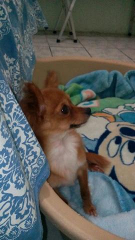 Chihuahua pelo longo femea 1 ano,800 reais