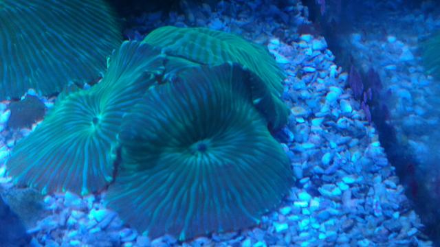 Coral Mushroons Green