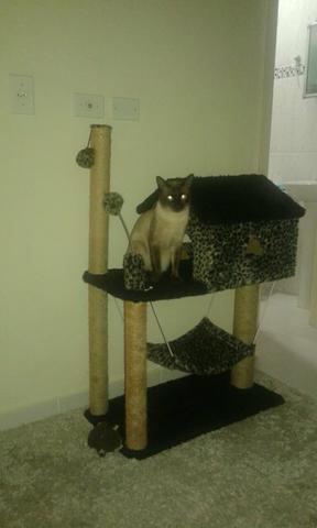 Doa-se gato, com a casinha