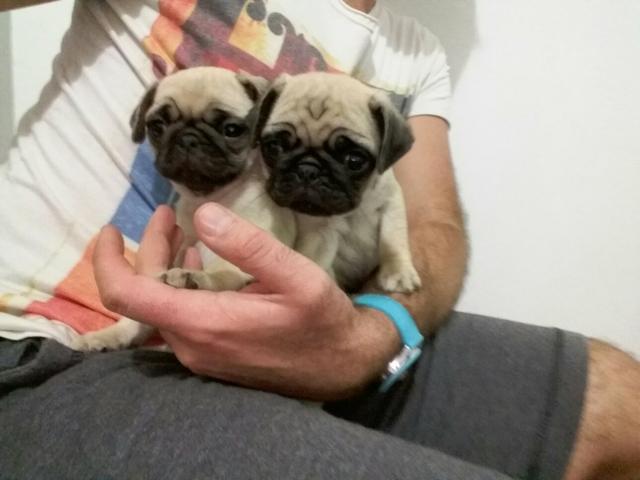 Lindas Pugs Abricot com 60 dias