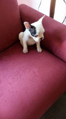 Lindo buldog frances